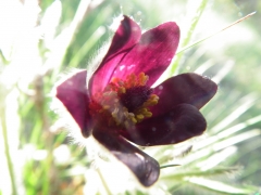Anemone montana