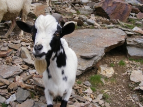2008-08-03 ercavallo e montozzo pecore e caprette (5)