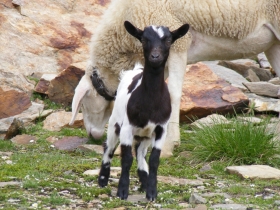 2008-08-03 ercavallo e montozzo pecore e caprette (6)