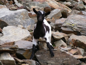 2008-08-03 ercavallo e montozzo pecore e caprette (8)