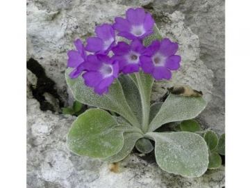 Le-Primulaceae
