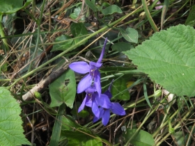 2012-06-12 Manerba Apifera 049