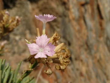 2017-08-21 Creta Dianthus fruticolus sub occidentalis (20)