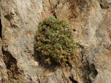 2017-08-21 Creta Dianthus fruticolus sub occidentalis (30)