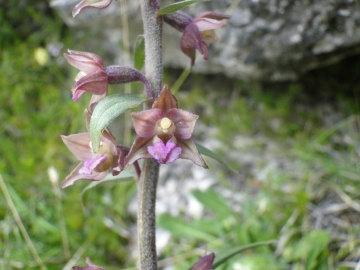 2010-07-10 monte pez 070