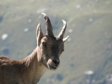 2010-09-04 P.zo Becco 015