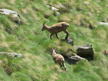 cima di glere val cane' 108.jpg