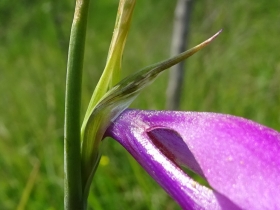 2016-06-24 Gladiolus italicus (4) - Copia