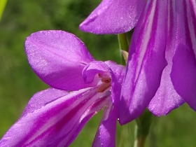 2016-06-24 Gladiolus italicus (6) - Copia