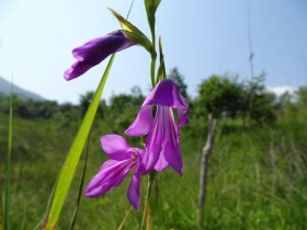 2016-06-24 Gladiolus italicus (6)