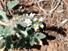 2018-08-31  Heliotropium hirsutissimum  Creta