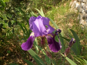 2011-04-22 Iris cengialti Muslone 005