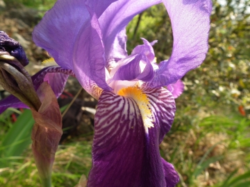 2011-04-22 Iris cengialti Muslone 017