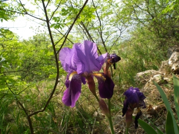 2011-04-22 Iris cengialti Muslone 034