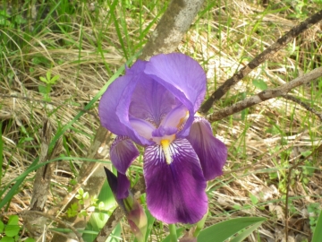 2011-04-22 Iris cengialti Muslone 040