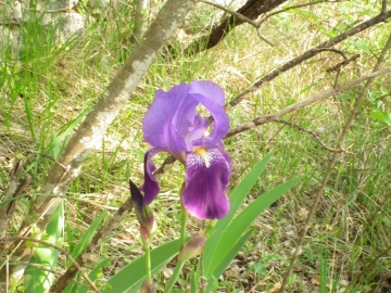 2011-04-22 Iris cengialti Muslone 041