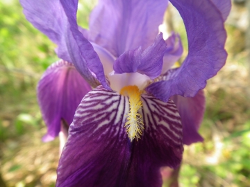 2011-04-22 Iris cengialti Muslone 049
