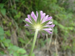 Knautia baldensis