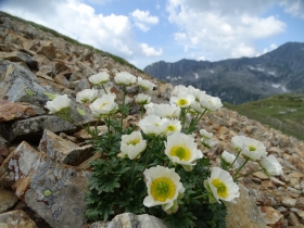 2017-06-21 monte Remà valle Aperta (43)