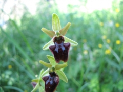 Ophrys araneiferiformis