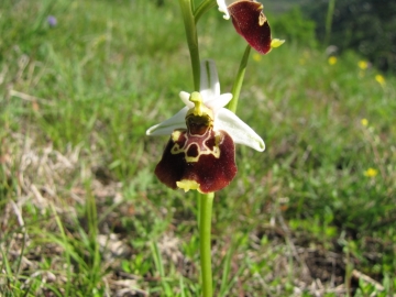 2009-05-03 orchidee 004