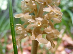 Ophrys (Neottia) nidus-avis