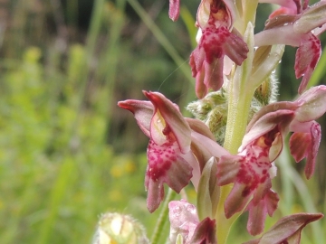 Copia di 2012-06-08 Manerba orchis coriophora 004.jpg