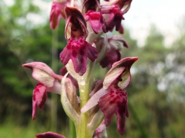 Copia di 2012-06-08 Manerba orchis coriophora 017.jpg