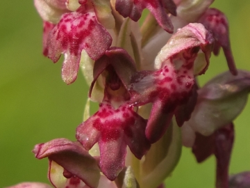 Copia di 2012-06-08 Manerba orchis coriophora 023.jpg