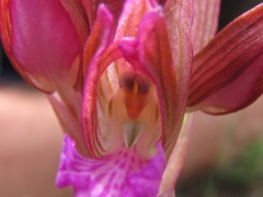 Orchis (Anacamptis) papilionacea