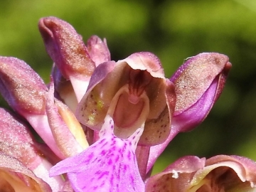 2018-06-09 Orchis spitzelii Brenta (26)