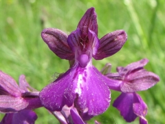 Orchis x alata (laxiflora x morio)