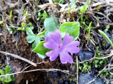 2018-07-10 Primula integrifolia (18)
