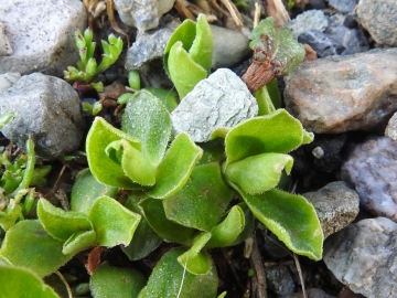 2018-07-10 Primula integrifolia (22)