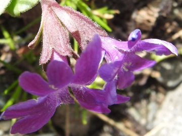 2018-07-10 Primula integrifolia (41)