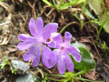 2018-07-10 Primula integrifolia (42)