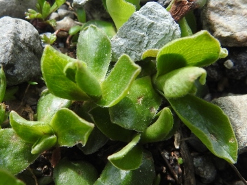 2018-07-10 Primula integrifolia (45)