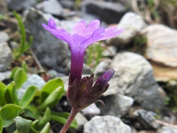 2018-07-10 Primula integrifolia (47)