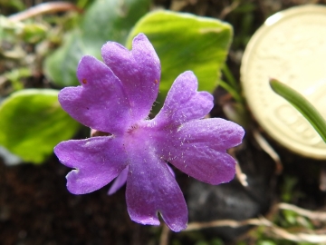 2018-07-10 Primula integrifolia (54)