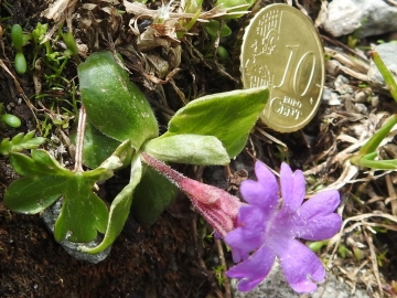 2018-07-10 Primula integrifolia (55)