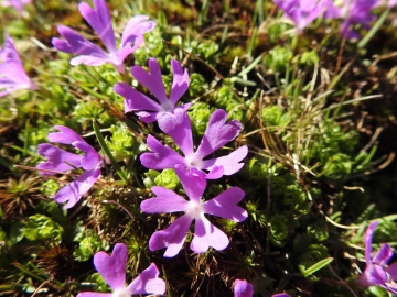 2017-06-11 cima Venegiota e Primula tyrolensis 057