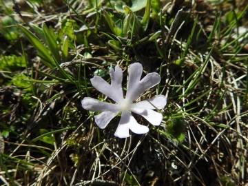 2017-06-11 cima Venegiota e Primula tyrolensis 090
