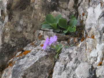 2014-06.02 passo Lora Primula recubariensis 019