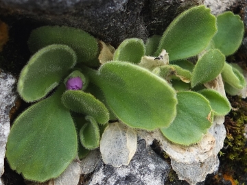 2014-06.02 passo Lora Primula recubariensis 035
