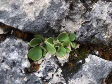 2014-06.02 passo Lora Primula recubariensis 036