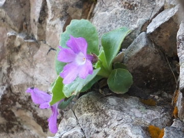 Copia di 2014-06.02 passo Lora Primula recubariensis 012