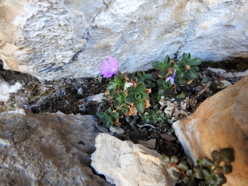2017-06-11 cima Venegiota e Primula tyrolensis 083