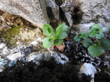 2017-06-11 cima Venegiota e Primula tyrolensis 135