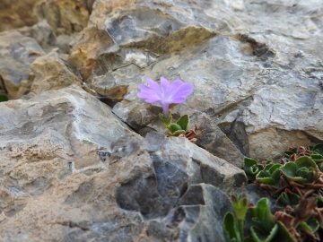 2017-06-11 cima Venegiota e Primula tyrolensis 139