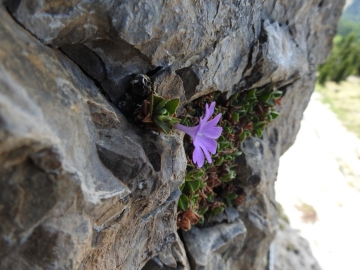 2017-06-11 cima Venegiota e Primula tyrolensis 142
